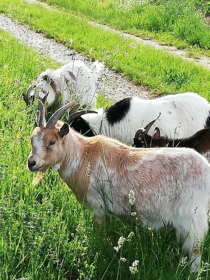 Appartamento Zantnhof Rohrabrunn Esterno foto